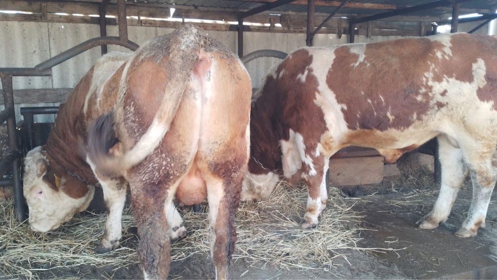 Продам бычка 3-х месячный