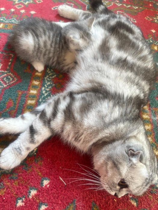 Котята шотландский породы.