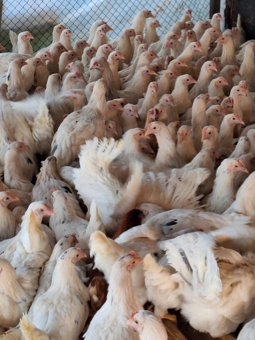 Коррал Ник Малодки