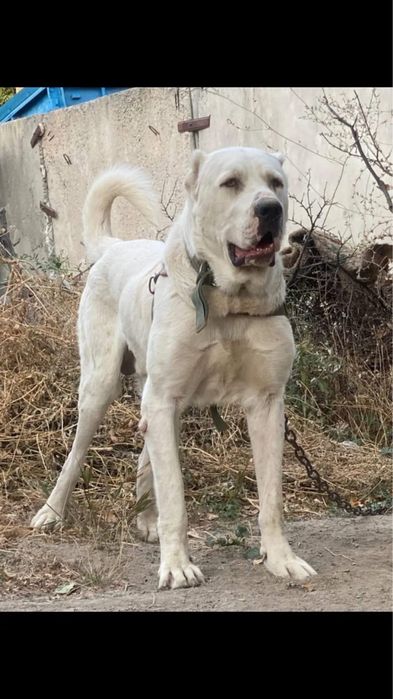 Төбет (алабай)күшігі