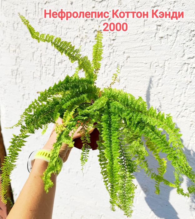 Комнатные растения