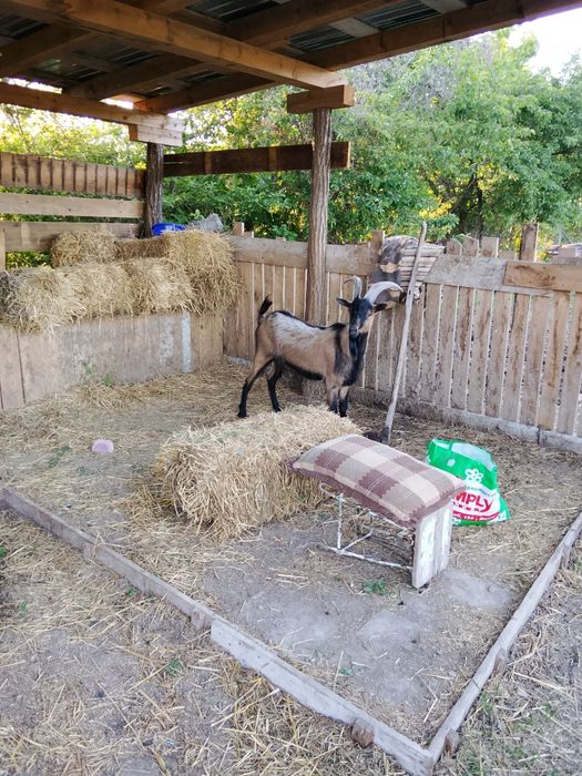 Vânt țap castrat