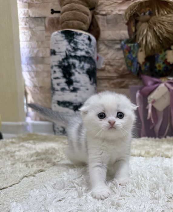 Шотланский Скоттиш Фолд!