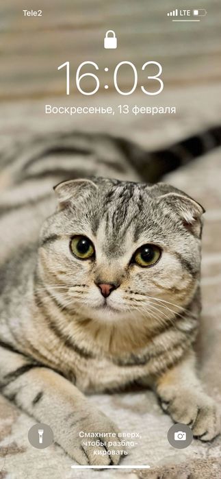 Кошка шотландская вислоухая