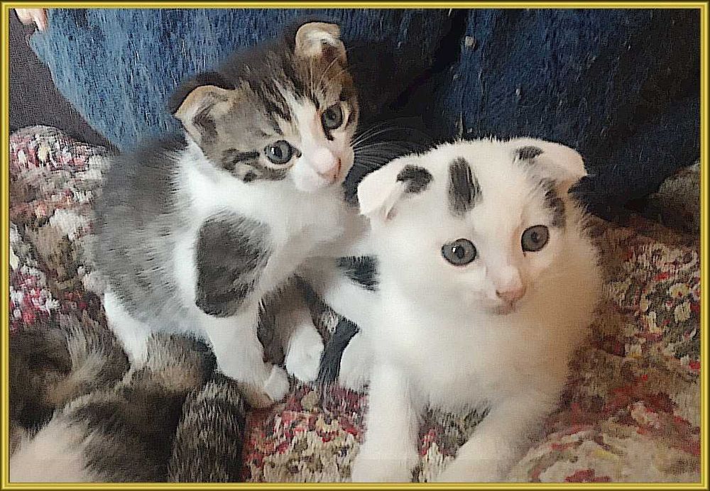 котята в хорошие руки
