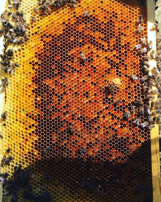 Продавам сушен пчелен прашец и мед