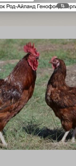 Цыплята кур несушек