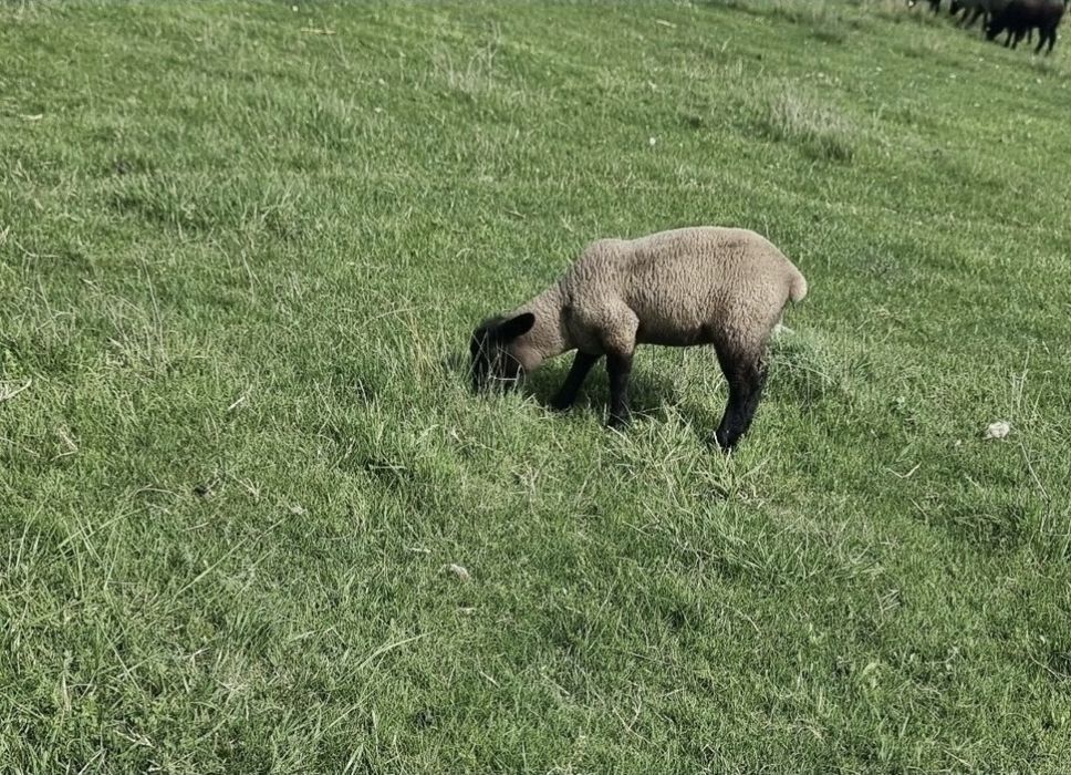 Vând mieluțe și berbecuți Suffolk