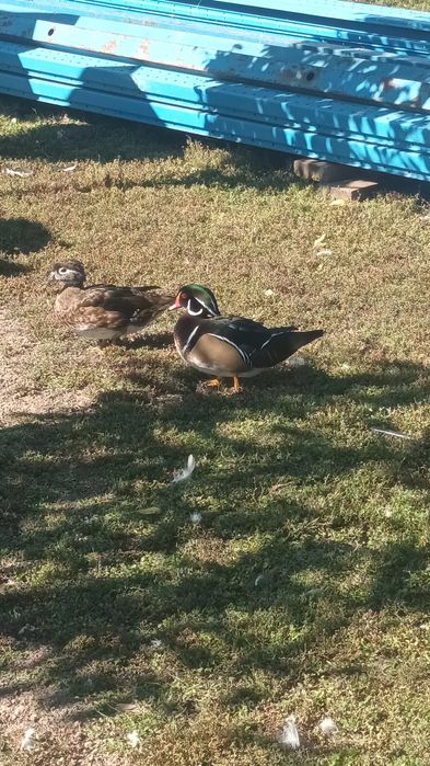 Pauni rate mandarine, caroline, pitica olandeza.