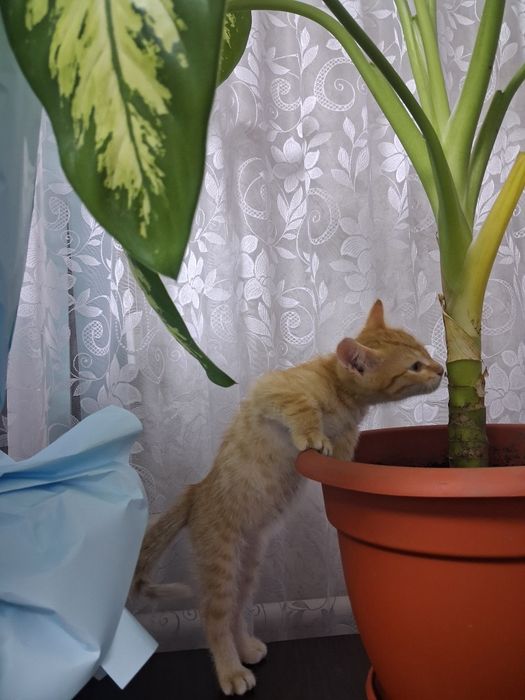 Отдам котёнка мальчика 1,5 мес. в добрые руки!!!