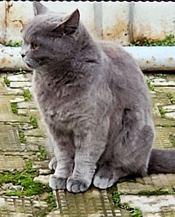 Кошка шотландский