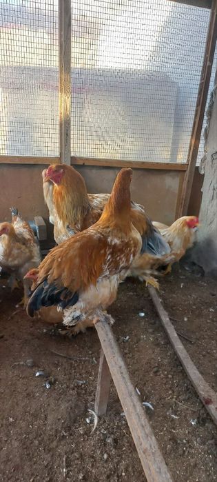 Брама хўрозлар сотилади