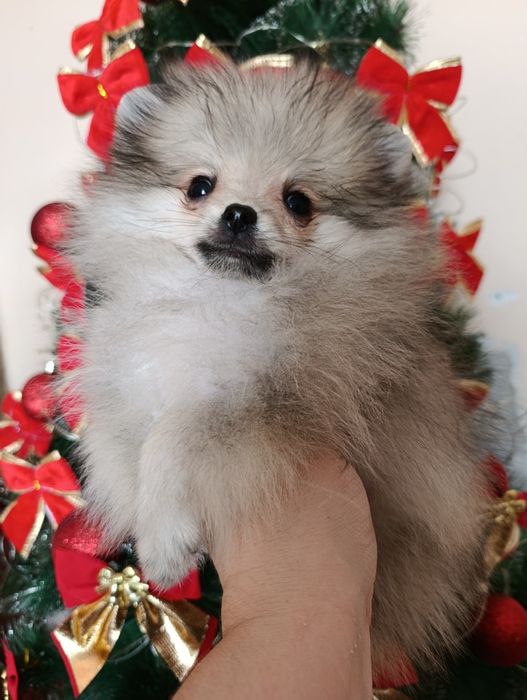 Щенки шпица мини