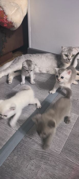 Котята шотландской породы