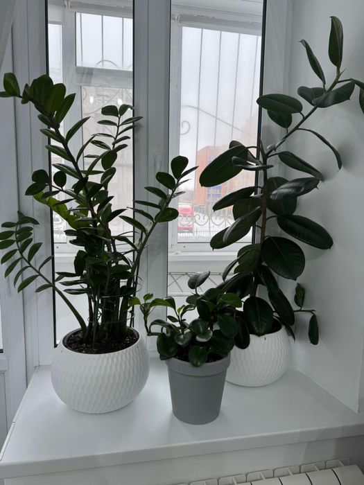 Продам цветы с горшочком