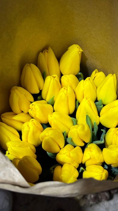 Тюльпаны оптом и в розницу