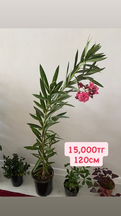 Красивые комнатные цветы для дом, растения