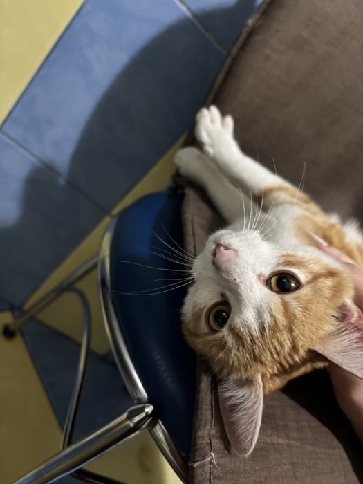 Adoptie pisica urgent