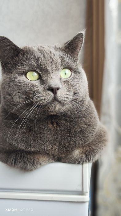 Ищем кошечку для вязки