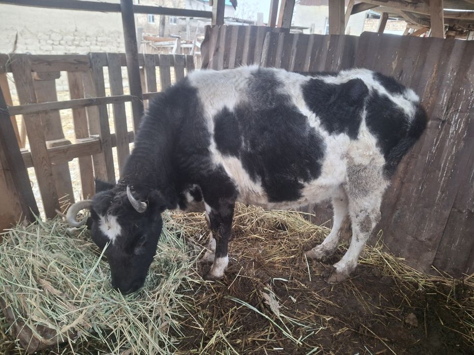 Семиз сиыр сатылады