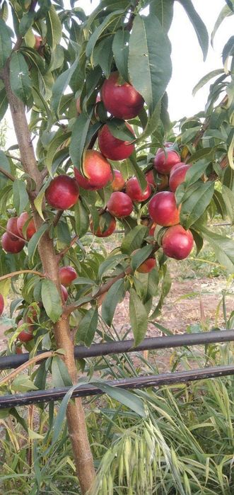 Хамма турдаги сифатли кучатлар