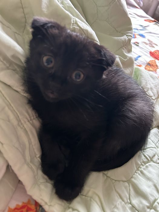 Котята вислоухие