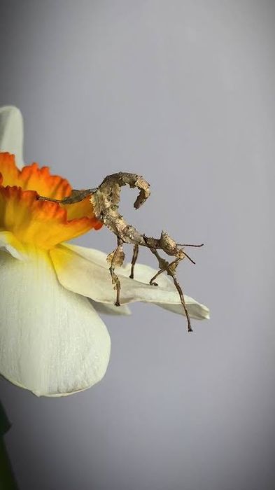 Австролийский палочник насекомое малыши