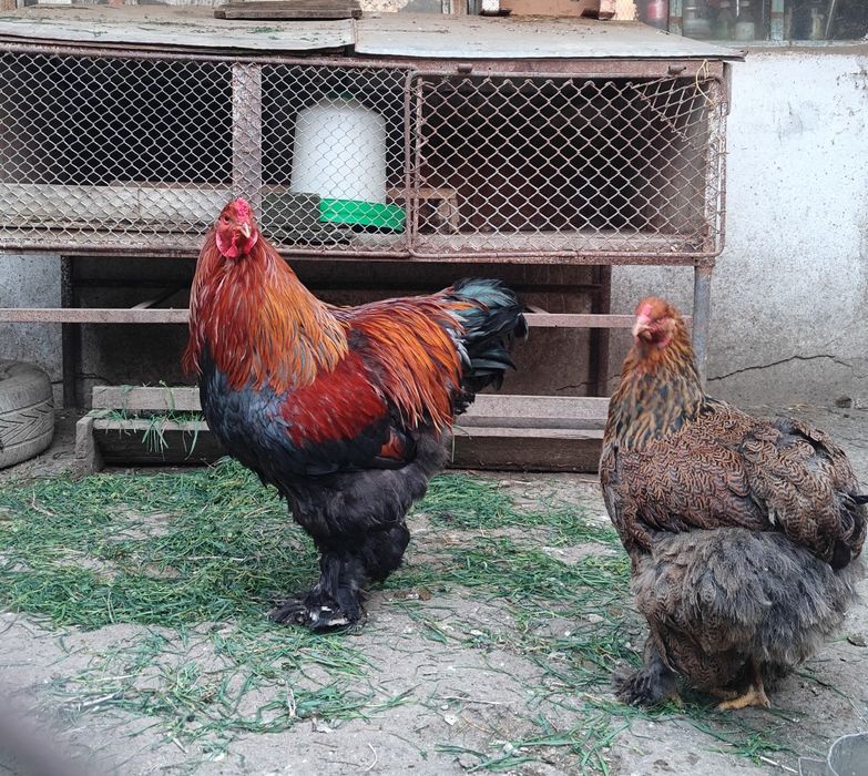 Cocoși rasă de vânzare