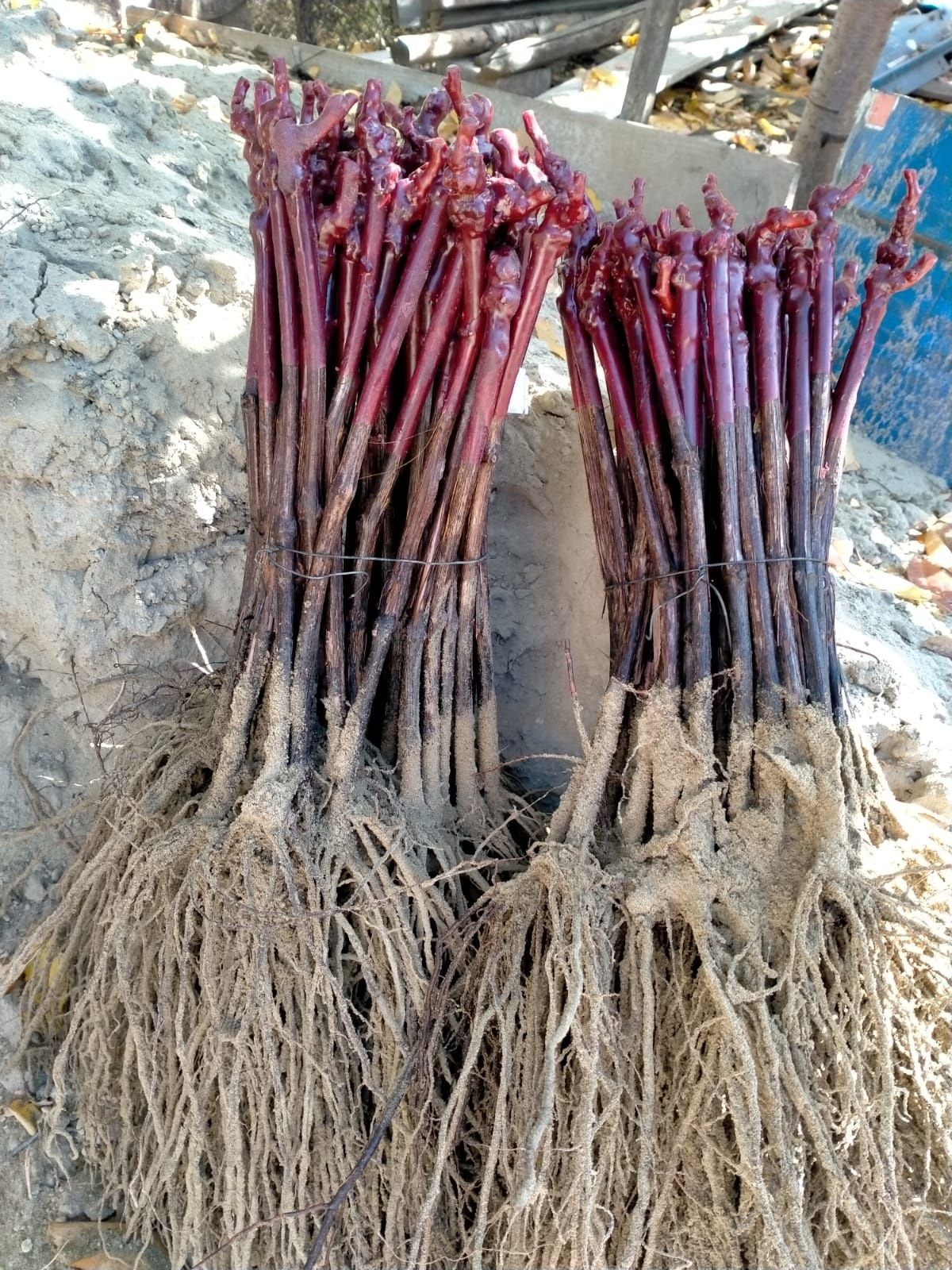 Red Rhubarb Roots