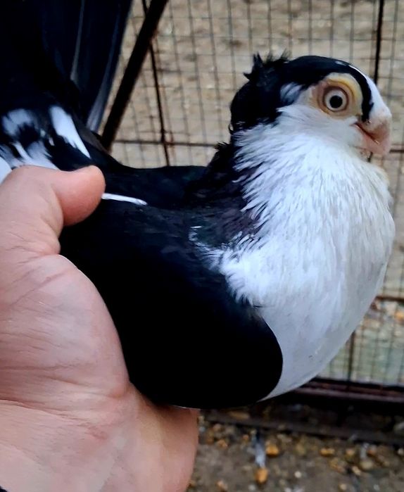 Schimb cu gainusi sau fazani