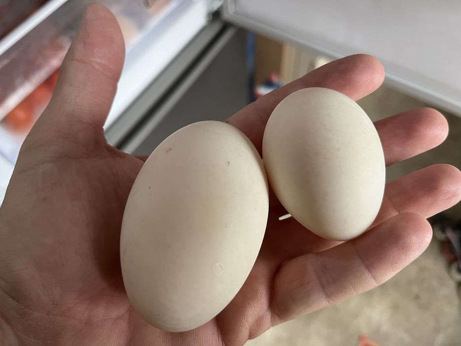 Ouă proaspete de rațǎ pentru consum sau incubat