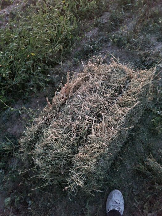 Жоңышқа Жонышка клевер люцерна тюки сено поле