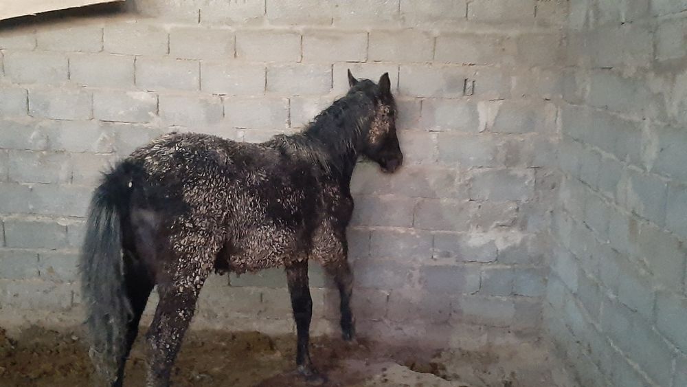 Тай сатылады, ургашы