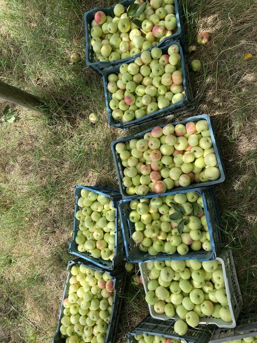 Участок на 4 гектара