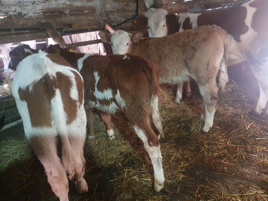 Vand 3 vitele baltate