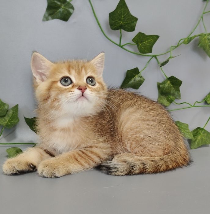 Котик Золотой  шиншилла ny11