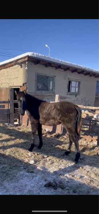 Еркек жабағы сатылады