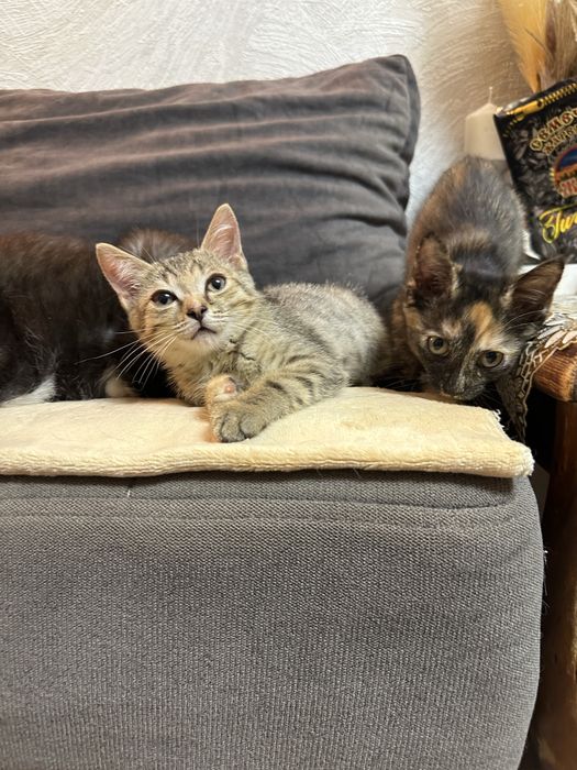 Котята ищут любящих хозяев
