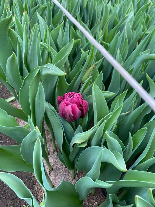 Гүлдер сатылады Продается Цветы