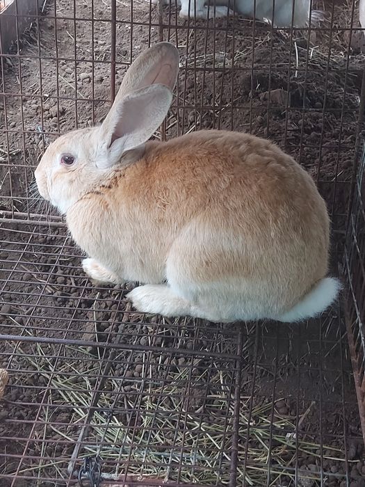 Iepuroi,  9 luni , 150 lei/buc