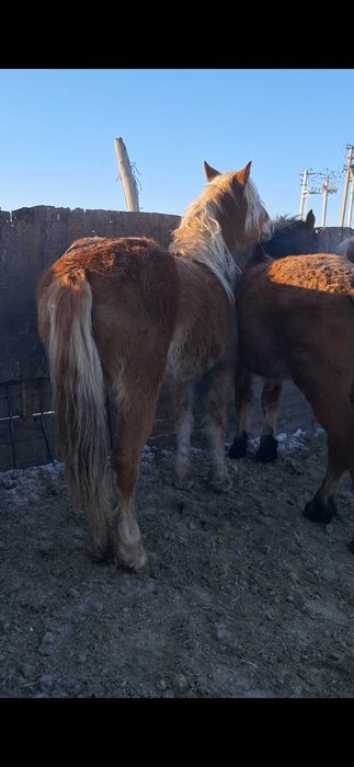 Продам кобылок полутяжи.