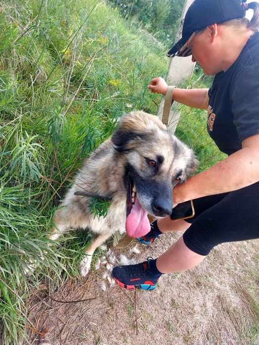 Пристраивается в хорошие руки