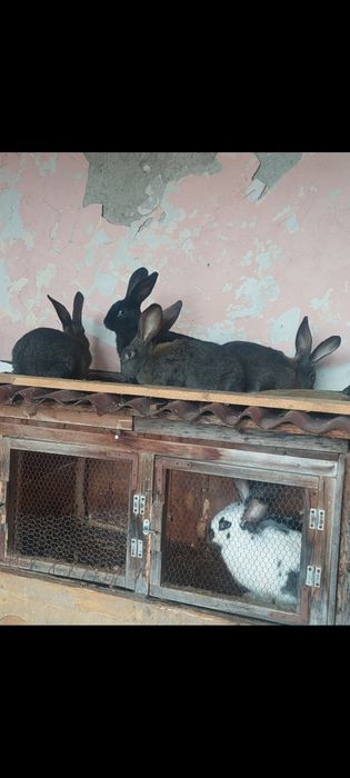 Продавам Зайци на 4м
