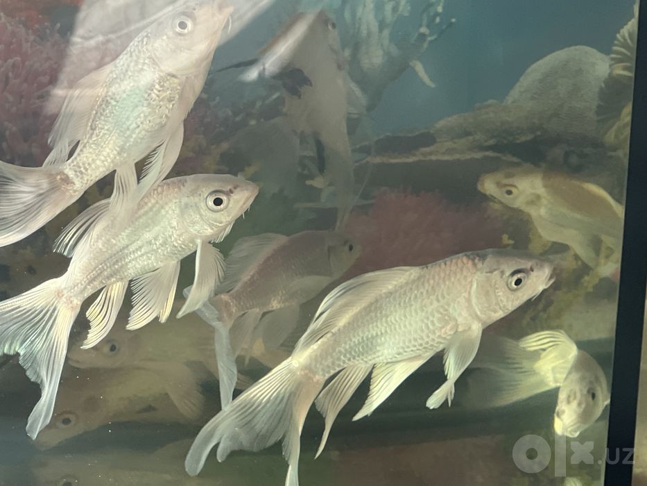Koi Platina baliqlari sotiladi