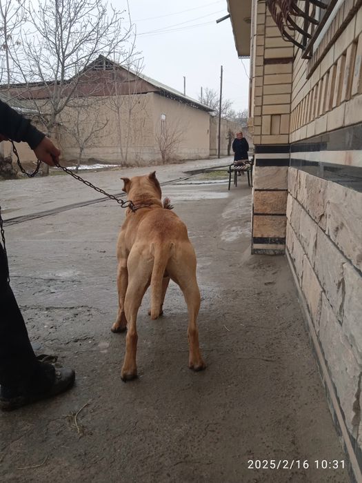 Laqabi boyka yoshi 2 janglari bor