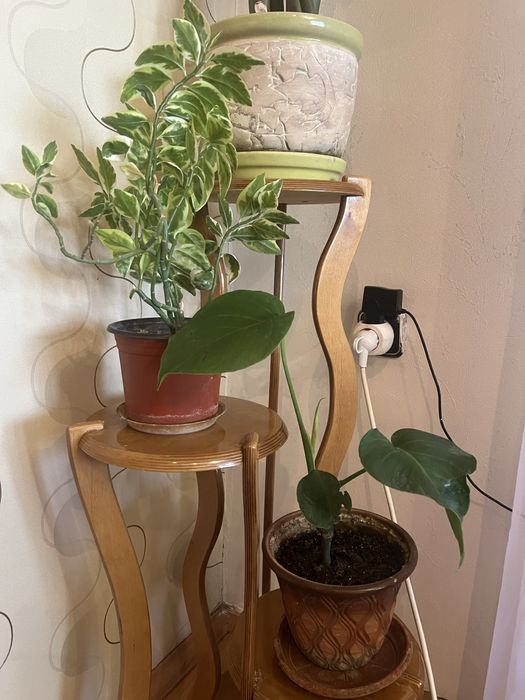 Герань, замиокулькас, сансевиерия