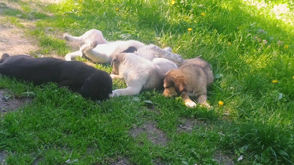 Подаряват се Каракачанки