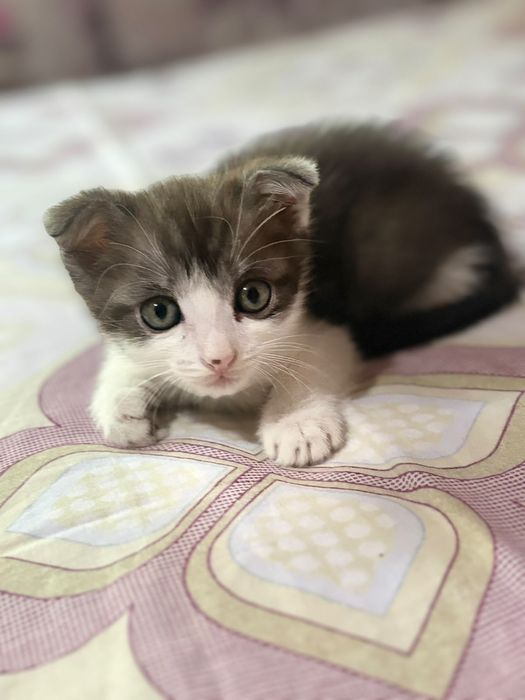 Продаются котята не дорого