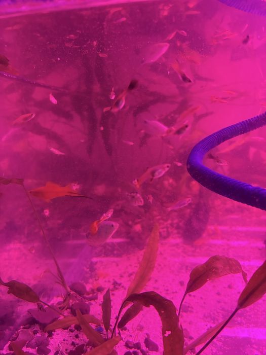 Продам гуппи  продам