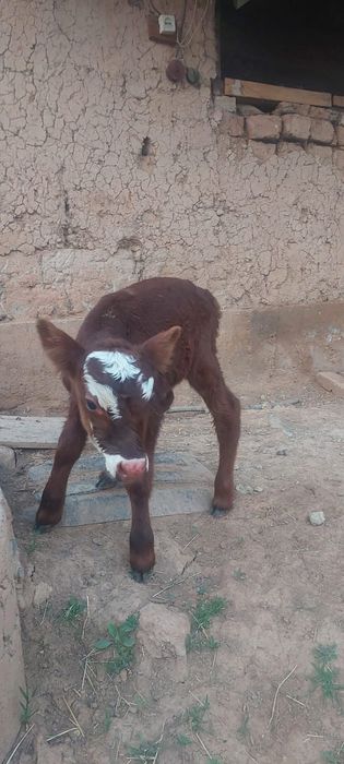 Еркек бұзау сатылады